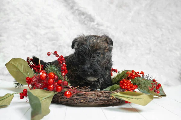 Captura de estudio de perrito terrier escocés sobre fondo de estudio blanco — Foto de Stock