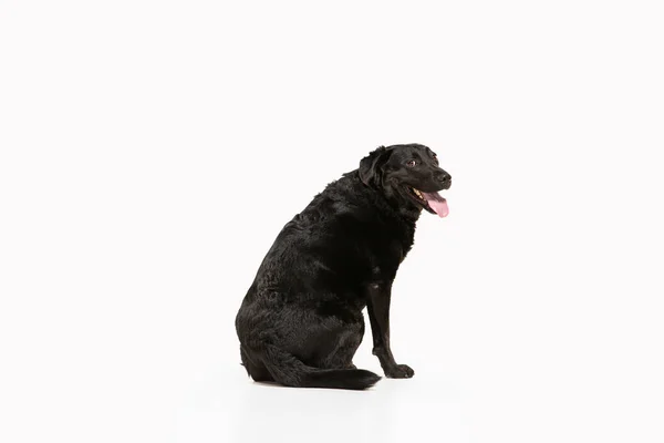 Студійний знімок чорного лабрадора ізольовано на білому фоні студії — стокове фото