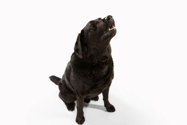 Siyah Labrador Retriever 'ın beyaz arka planda izole edilmiş stüdyo görüntüleri.