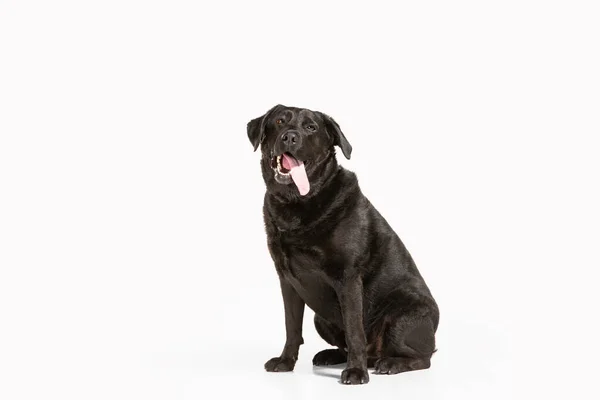 Studio záběr černošky labrador retrívr izolované na bílém pozadí studia — Stock fotografie