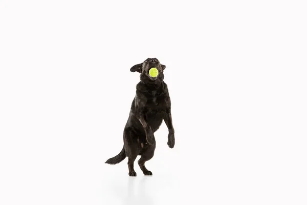 Studioaufnahme eines schwarzen Labrador Retrievers isoliert auf weißem Studiohintergrund — Stockfoto