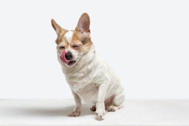 Chihuahua 'nın stüdyo fotoğrafı beyaz stüdyo arka planında izole edilmiş.