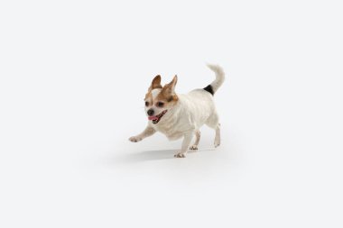 Chihuahua 'nın stüdyo fotoğrafı beyaz stüdyo arka planında izole edilmiş.