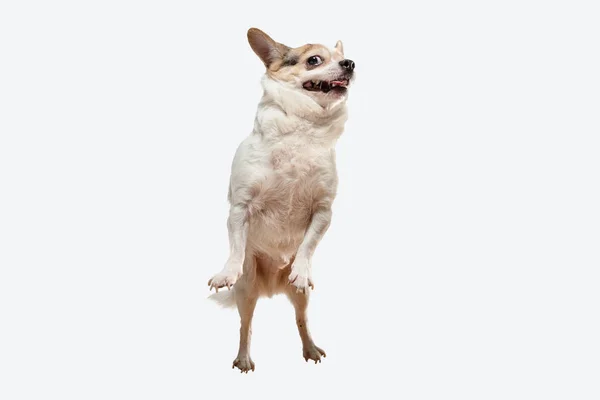 Estúdio tiro de Chihuahua cão companheiro isolado no fundo do estúdio branco — Fotografia de Stock