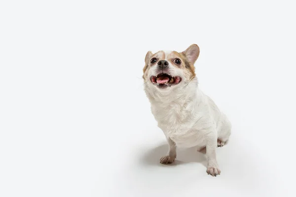 Estúdio tiro de Chihuahua cão companheiro isolado no fundo do estúdio branco — Fotografia de Stock