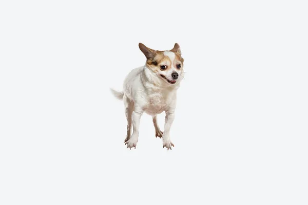 Studio záběr Chihuahua společník pes izolované na bílém pozadí studia — Stock fotografie