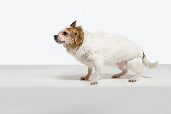 Studio shot van Chihuahua metgezel hond geïsoleerd op witte studio achtergrond — Stockfoto