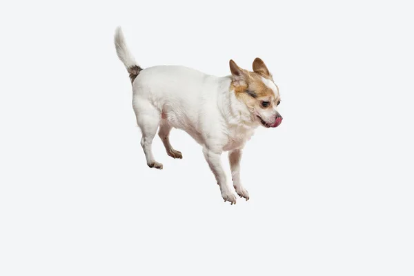 Studio shot van Chihuahua metgezel hond geïsoleerd op witte studio achtergrond — Stockfoto