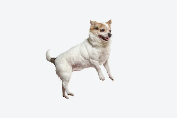 Captura de estudio de perro acompañante Chihuahua aislado sobre fondo de estudio blanco —  Fotos de Stock