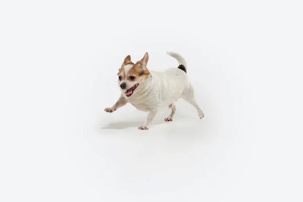 Captura de estudio de perro acompañante Chihuahua aislado sobre fondo de estudio blanco — Foto de Stock