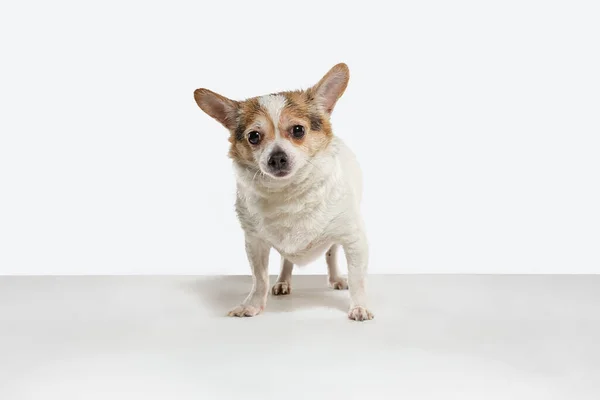 Studio shot of Chihuahua companion dog isolated on white studio background — Stock Photo, Image