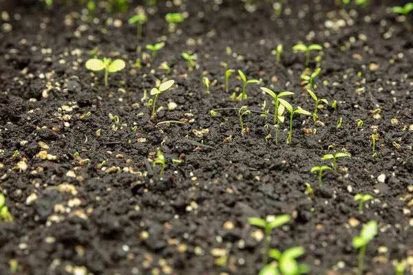 Growing tulips in a greenhouse - crafted manufacture for your celebration — Stock Photo, Image