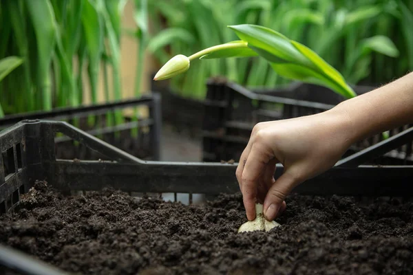 Growing tulips in a greenhouse - crafted manufacture for your celebration — Stock Photo, Image