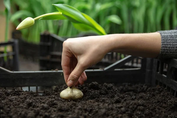 Growing tulips in a greenhouse - crafted manufacture for your celebration — Stock Photo, Image