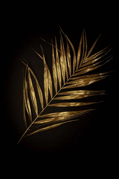 Golden plant leaf on a black background, stylish minimalistic composition with copyspace — Stock Photo, Image