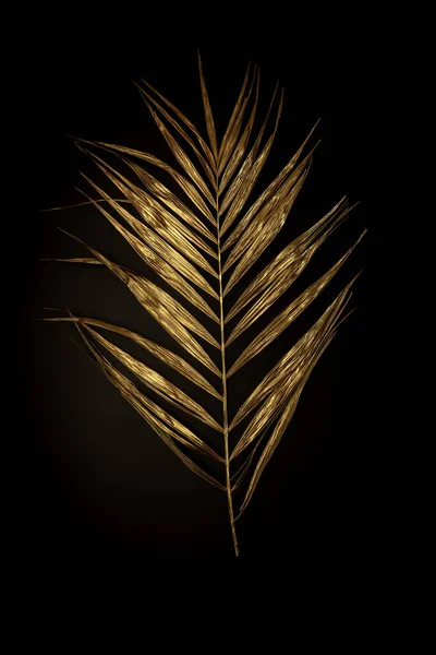 Złoty liść rośliny na czarnym tle, stylowa minimalistyczna kompozycja z przestrzenią do kopiowania — Zdjęcie stockowe