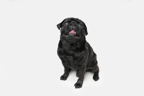Студійний знімок мопса-собаки компаньйон ізольований на білому фоні студії — стокове фото