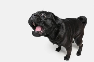 Beyaz stüdyo arka planında izole edilmiş Pug Dog 'un stüdyo fotoğrafı.