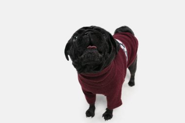 Beyaz stüdyo arka planında izole edilmiş Pug Dog 'un stüdyo fotoğrafı.