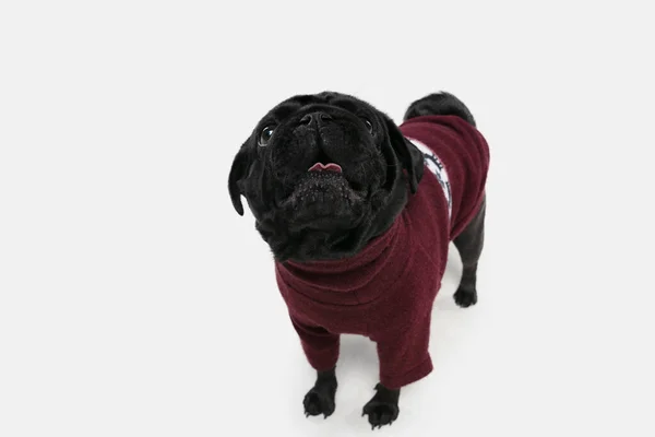 Studioaufnahme von Mops Hund Begleiter isoliert auf weißem Studiohintergrund — Stockfoto