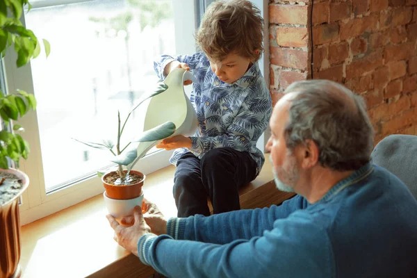 Grootvader en zijn kleinzoon die thuis geïsoleerd zijn, plezier hebben, voor planten zorgen, water geven — Stockfoto