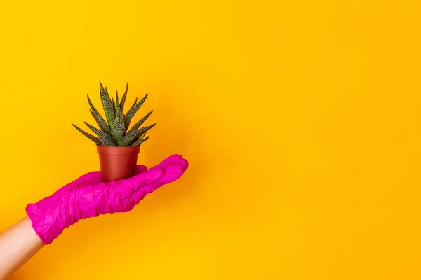 コピースペースと黄色のスタジオの背景に隔離されたピンクのゴム手袋保持植物で手. — ストック写真