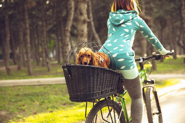 Jonge vrouw heeft plezier in de buurt van natuurpark, paardrijden fiets, reizen met metgezel spaniël hond — Stockfoto