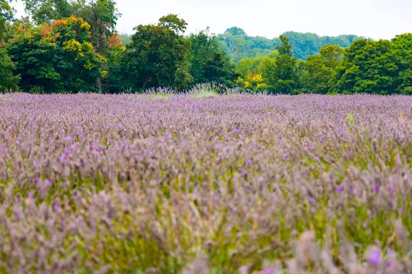 Vista da Lavanda na fazenda Mayfield Lavender — Fotografia de Stock