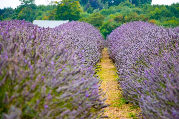 Vista da Lavanda na fazenda Mayfield Lavender — Fotografia de Stock