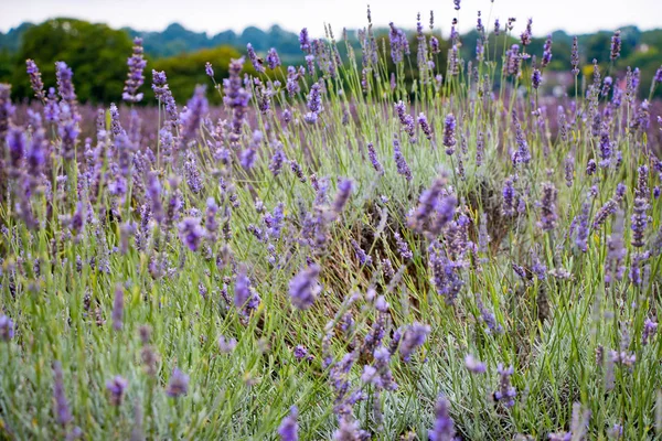 Utsikt over Lavender på Mayfield Lavender gård – stockfoto