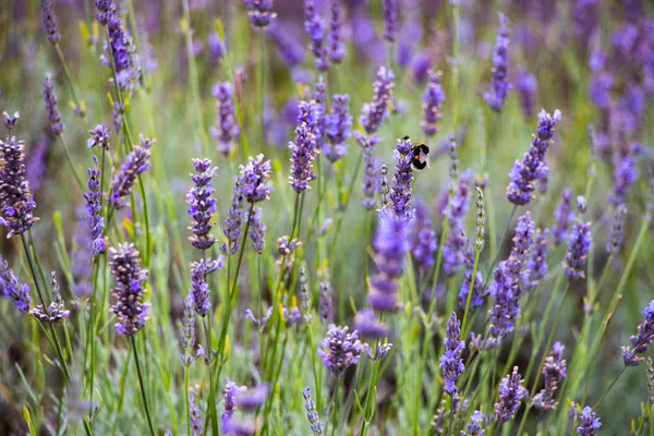 Abelhas na fazenda Mayfield Lavender — Fotografia de Stock