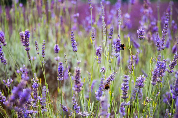 Abelhas na fazenda Mayfield Lavender — Fotografia de Stock