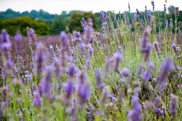 Vista da Lavanda na fazenda Mayfield Lavender — Fotografia de Stock