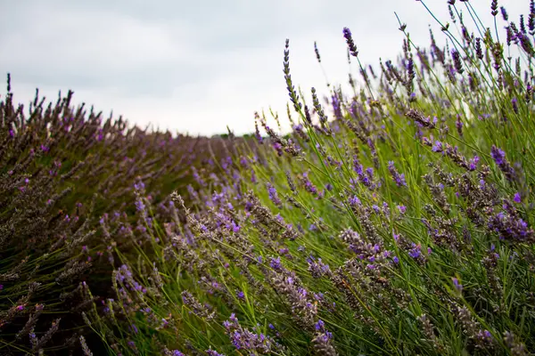 Zobacz lawendy w Mayfield Lavender farm — Zdjęcie stockowe