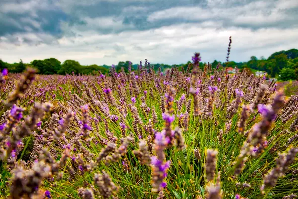 Vista da Lavanda na fazenda Mayfield Lavender — Fotografia de Stock