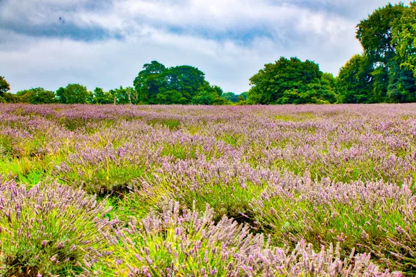 Vista da Lavanda na fazenda Mayfield Lavender — Fotografia de Stock