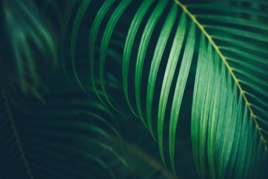 palmiye yaprağı arka plan.