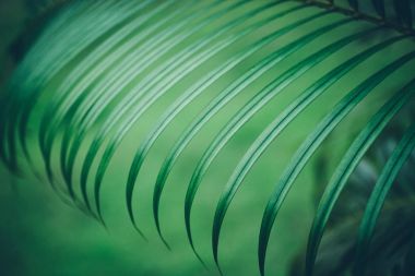 palmiye yaprağı arka plan.