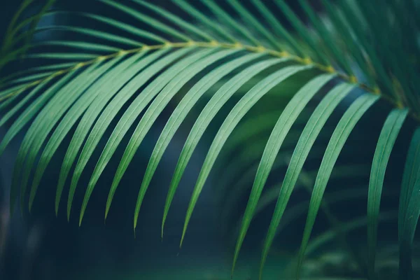 Fond de feuille de palmier . — Photo