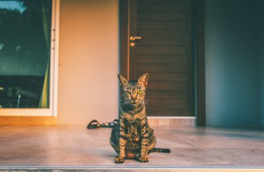 Gri kedi portre ı ön ev girişinde.