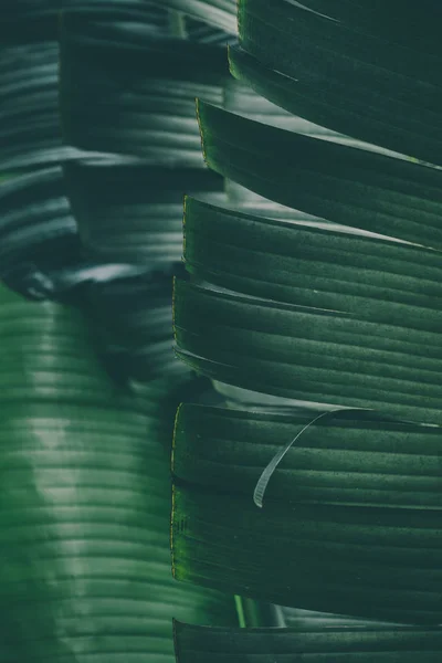 Macro image de feuilles de bananes tropicales . — Photo