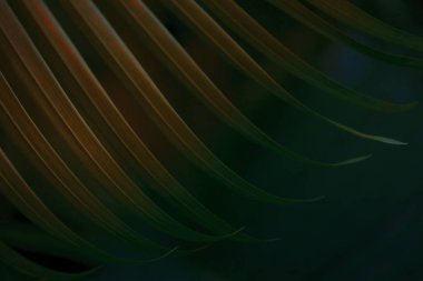 Tropikal palmiye yaprağı arka plan.