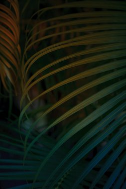 Tropikal palmiye yaprağı arka plan.