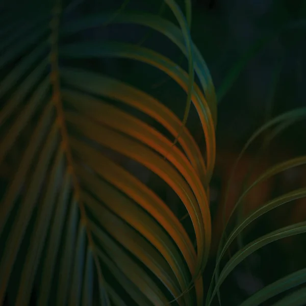 热带棕榈叶背景. — 图库照片