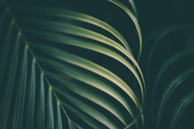 palmiye yaprağı arka plan.