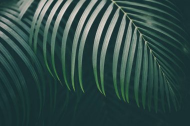 palmiye yaprağı arka plan.