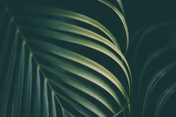 palmiye yaprağı arka plan.