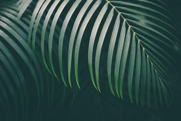 palmiye yaprağı arka plan.