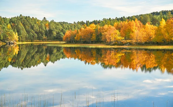 Une vue colorée sur la forêt en automne — Photo