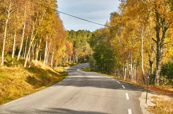 Cesta v podzimním lese — Stock fotografie